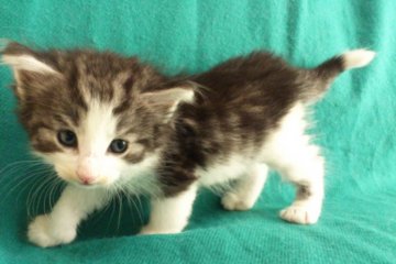 ノルウェージャンフォレストキャット【広島県・男の子・2014年5月16日・シルバータビー&ホワイト】の写真「ぬいぐるみのような子♪」