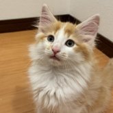 ノルウェージャンフォレストキャット