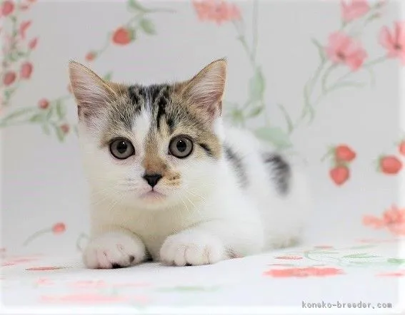 ID：1805-00379の子猫