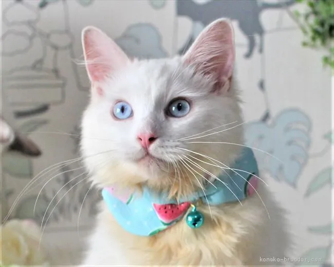 ID：2006-01973の子猫