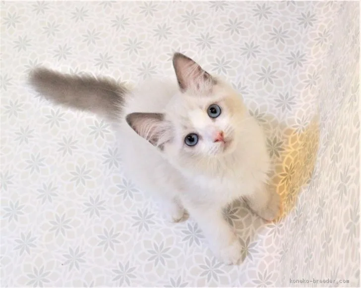 まなまれ 様のお迎えした子猫