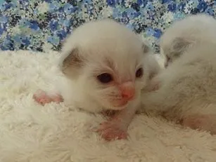 シナモン 様のお迎えした子猫
