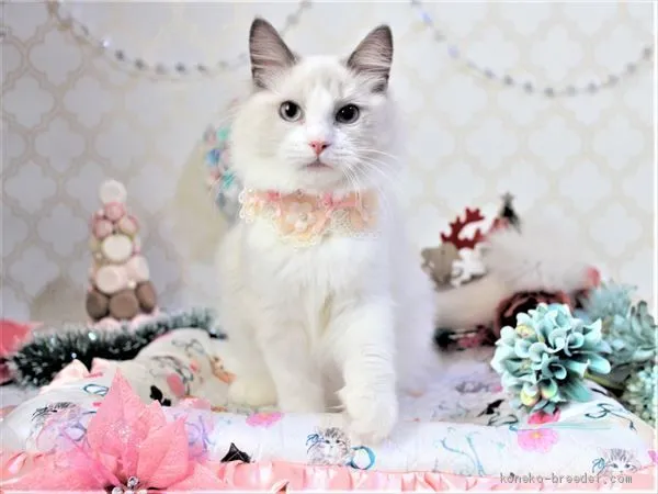 ID：2012-01388の子猫