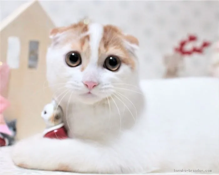 M.W 様のお迎えした子猫