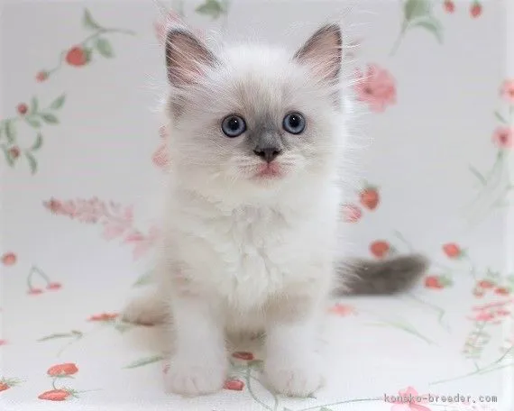 ヒロユキ 様のお迎えした子猫