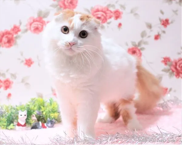 ID：1910-00269の子猫