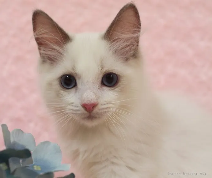 ID：1710-00146の子猫