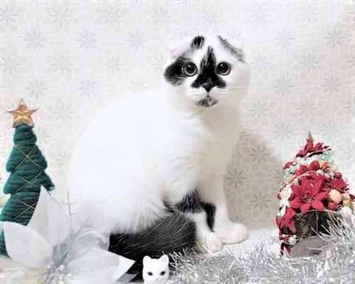 ID：1910-00270の子猫