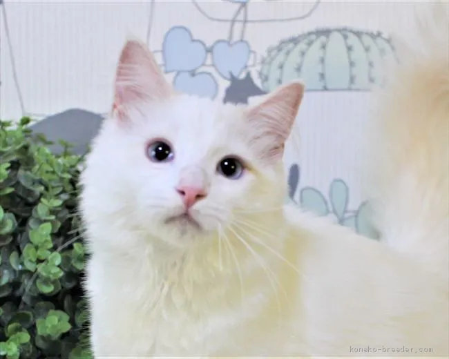 ID：2005-01028の子猫