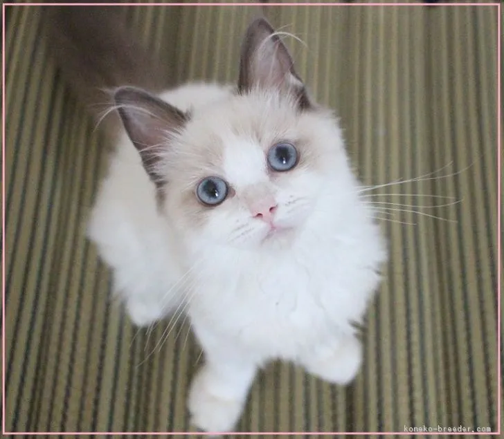 ID：1708-00630の子猫