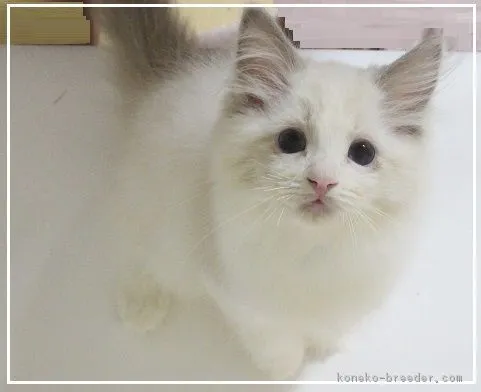 sophia 様のお迎えした子猫