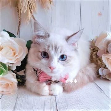 ラグドール【埼玉県・女の子・2021年5月29日・ブルーリンクスポイントバイカラー】の写真「★ワクチン2回済み★キュートな女の子」