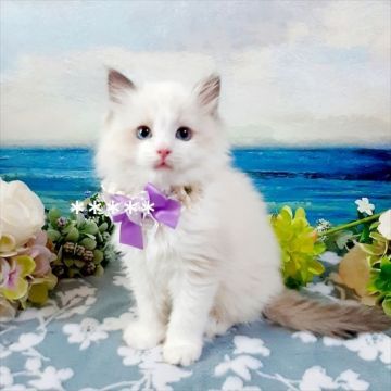 ラグドール【埼玉県・女の子・2021年2月28日・ブルーポイントバイカラー】の写真「★ワクチン代込★とても美しい女の子」