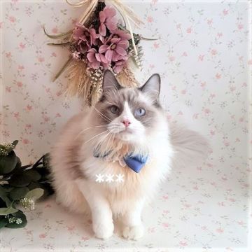 ラグドール【埼玉県・男の子・2021年4月7日・ブルーポイントバイカラー】の写真「★去勢手術済み★大らかな甘えん坊さん」