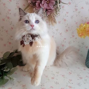 ラグドール【埼玉県・女の子・2021年5月28日・ブルーポイントバイカラー】の写真「★避妊手術・ワクチン込★美しい５姉妹」