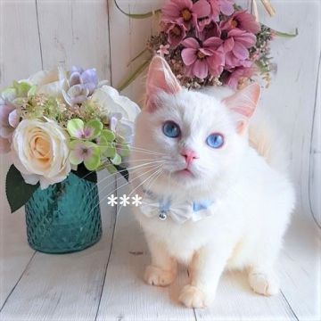 ラグドール【埼玉県・男の子・2021年6月10日・クリームポイントバイカラー】の写真「★去勢手術済み★わんこっぽい男の子💕」