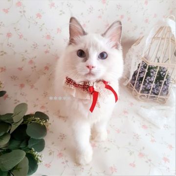 ラグドール【埼玉県・女の子・2021年4月4日・ブルーポイントバイカラー】の写真「★ワクチン代2回込・避妊後お渡し★」