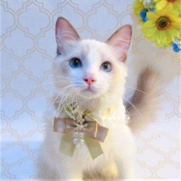 ラグドール【埼玉県・男の子・2023年3月7日・ブルーポイントバイカラー】の写真「全国対応★追加料金なし★当日譲渡可」