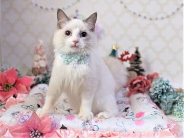 ラグドール【埼玉県・男の子・2020年6月21日・ブルーポイントバイカラー】の写真「★ワクチン代2回込★小柄な女の子顔さん♡」