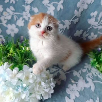 スコティッシュフォールド(折れ耳)【埼玉県・男の子・2021年4月1日・レッド&ホワイト（ショートヘア（短毛））】の写真「★ワクチン代込★まるまる可愛い折れ耳さん」