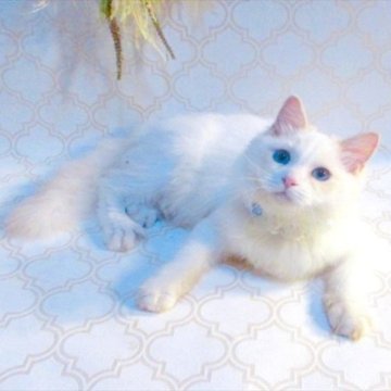 ラグドール【埼玉県・男の子・2023年3月7日・クリームポイントバイカラー】の写真「おっとり優しい性格・レアカラー★追加料金なし★」