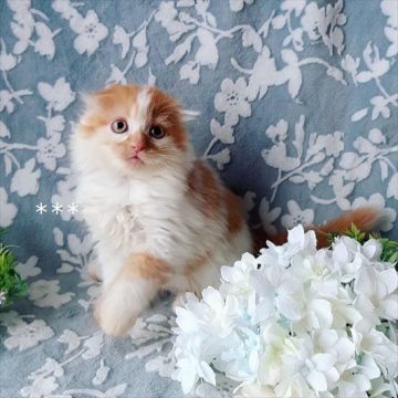 スコティッシュフォールド(折れ耳)【埼玉県・男の子・2021年4月1日・レッド&ホワイト（ロングヘア（長毛））】の写真「★ワクチン代込★可愛いふわふわな折れ耳さん」
