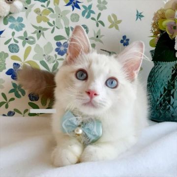 ラグドール【埼玉県・男の子・2021年4月4日・ブルーリンクスポイントバイカラー】の写真「★ワクチン代2回込★綺麗なイケメン君」