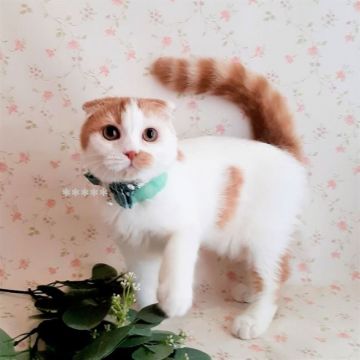 スコティッシュフォールド(折れ耳)【埼玉県・男の子・2021年4月1日・レッド&ホワイト（ショートヘア）】の写真「甘いお顔立ち♡ママはヨーロッパ産生まれ♡」