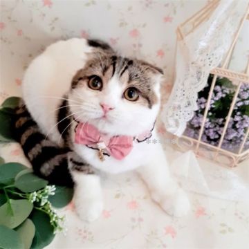 スコティッシュフォールド(折れ耳)【埼玉県・女の子・2021年4月1日・ブラックトービー&ホワイト（ショートヘア）】の写真「甘いお顔立ち♡ママはヨーロッパ産生まれ♡」