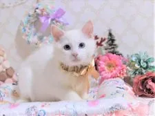 ラグドール【埼玉県・男の子・2020年8月17日・】の写真1「12/8撮影」