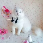 ラグドール【埼玉県・男の子・2023年6月8日・クリームポイントバイカラー】の写真2「12/28撮影」