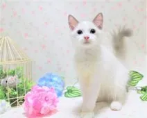 ラグドール【埼玉県・男の子・2020年3月1日・】の写真2「6/18撮影」