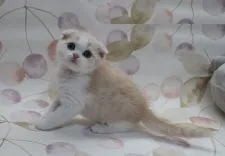 スコティッシュフォールド(折れ耳)【埼玉県・女の子・2018年3月1日・】の写真3「4月16日撮影」