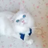 ラグドール【埼玉県・男の子・2023年6月8日・クリームポイントバイカラー】の写真3「12/28撮影」