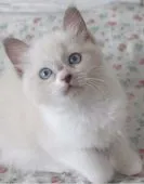 マンチカン【埼玉県・女の子・2015年8月3日・ブルー&ホワイト】の写真3