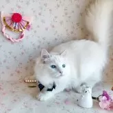 ラグドール【埼玉県・男の子・2023年6月8日・クリームポイントバイカラー】の写真4「12/28撮影」