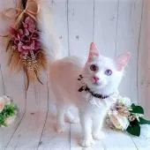 ラグドール【埼玉県・男の子・2021年5月29日・クリームポイントバイカラー】の写真4