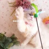 ラグドール【埼玉県・女の子・2021年4月14日・ブルーポイントバイカラー】の写真4