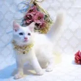 ラグドール【埼玉県・男の子・2023年6月8日・クリームポイントバイカラー】の写真5「9/14撮影」