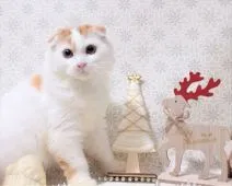 スコティッシュフォールド(折れ耳)【埼玉県・男の子・2019年7月17日・】の写真5「11/14撮影」