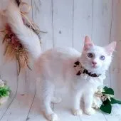 ラグドール【埼玉県・男の子・2021年5月29日・クリームポイントバイカラー】の写真5