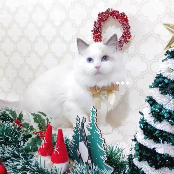 ID：2511-02413の子猫