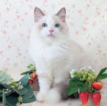 ラグドール【埼玉県・男の子・2025年5月5日・ブルーポイントバイカラー】の写真「優しい性格の美猫さん★追加料金なし★当日譲渡可」
