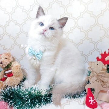 ラグドール【埼玉県・女の子・2025年6月23日・ブルーポイントバイカラー】の写真「日々可愛く成長中の女の子★追加料金なし」