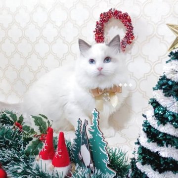 ラグドール【埼玉県・男の子・2025年6月23日・ブルーポイントバイカラー】の写真「術後渡し可・お写真プレゼント★追加料金なし」