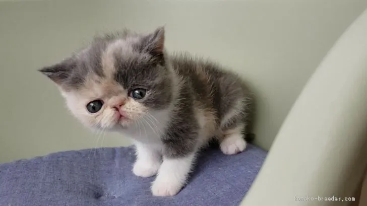 ID：1905-01773の子猫