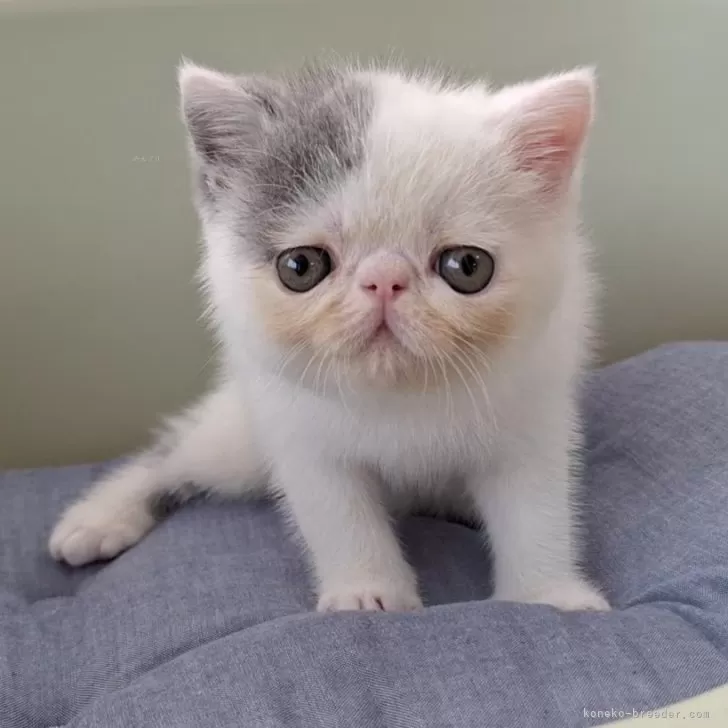 ID：2408-00838の子猫