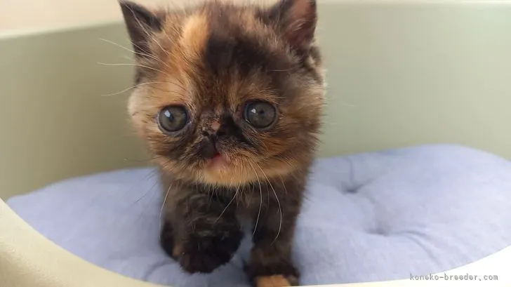 ID：2205-00566の子猫