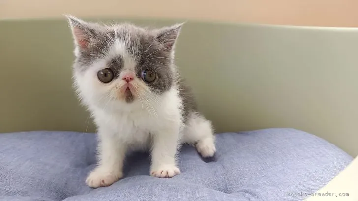 ID：2204-01969の子猫