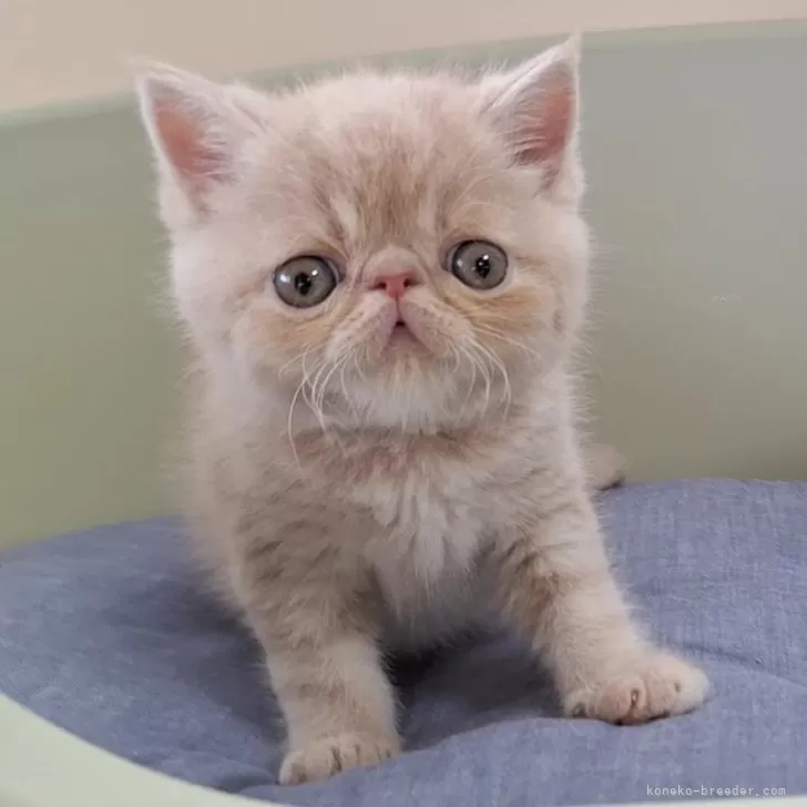 ID：2405-02962の子猫